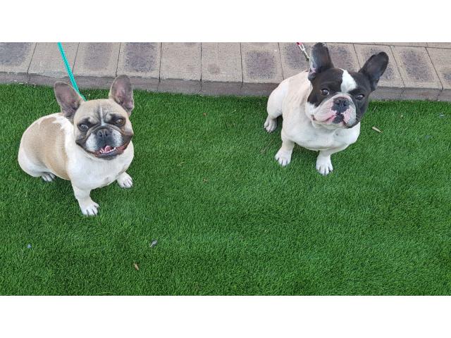 2x French Bulldogs ۣ