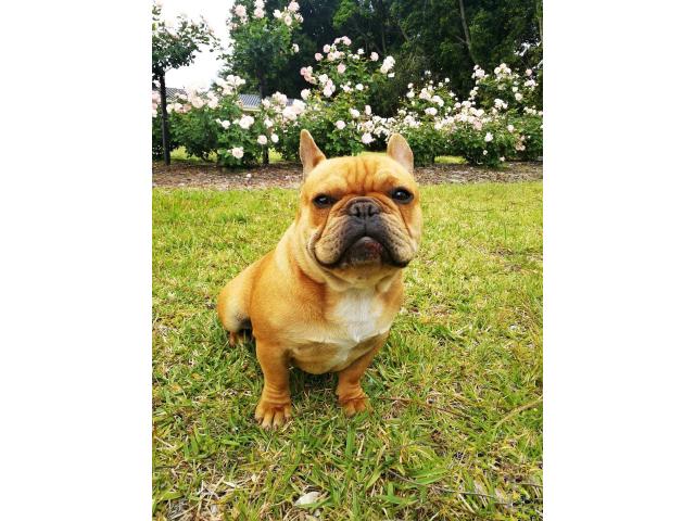  French bulldog 