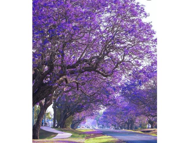 CanningVale